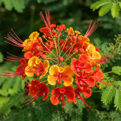 Caesalpinia Pulcherrima Flowering Seeds – Vibrant Peacock Flower Seeds
