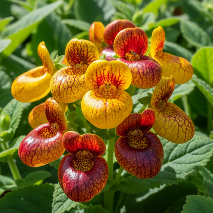Calceolaria John Innes Flower Seeds for Garden Planting