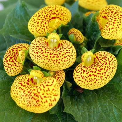 Calceolaria Andina Flower Seeds for Garden Planting
