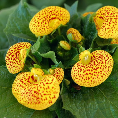 Calceolaria Andina Flower Seeds for Garden Planting