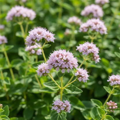 Oregano Greensleeves Seeds for Garden Planting
