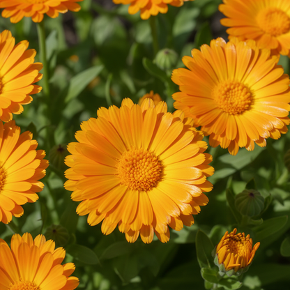 Pot Marigold Seeds - Calendula officinalis for Garden Planting