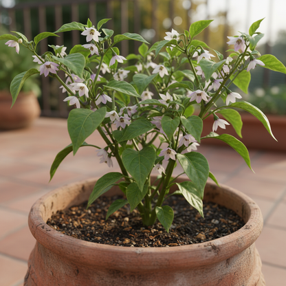 Chocolate Aji Panca Pepper Seeds for Planting – Mild Heat Chili for Home Gardening