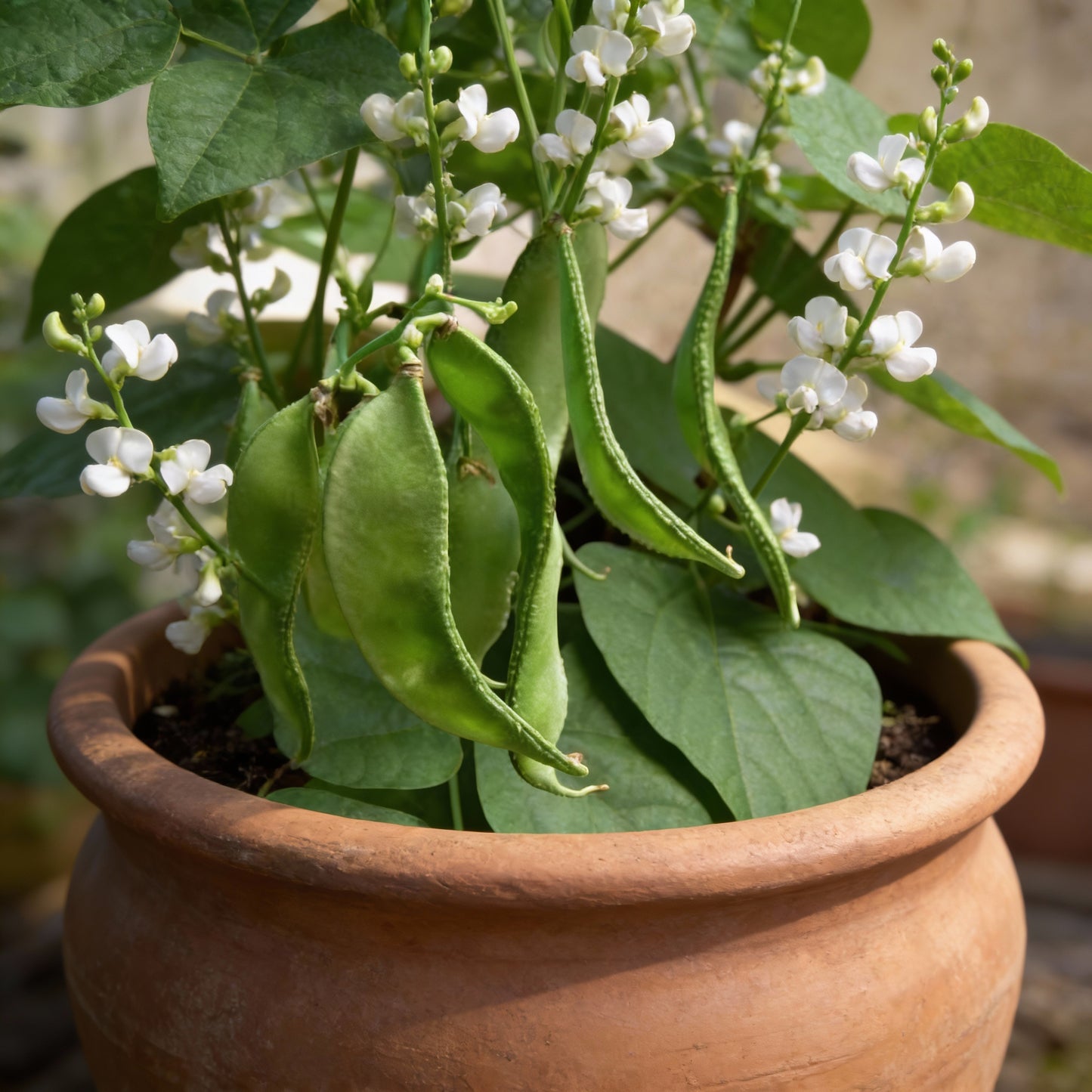 Dolichos Broad Variety Seeds for Gardening
