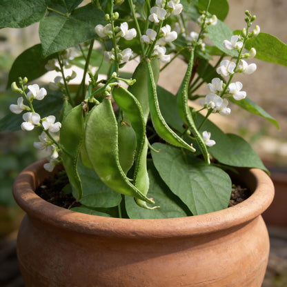 Dolichos Broad Variety Seeds for Gardening