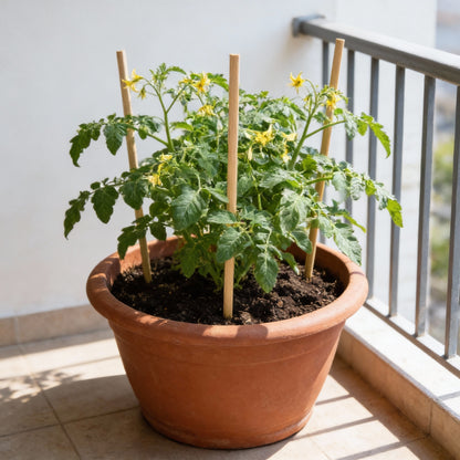 Tomato Tumbler Seeds for Planting – Grow Abundant and Delicious Cherry Tomatoes