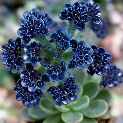Dark Blue Kalanchoe Seeds - Kalanchoe Flower Seeds for Garden