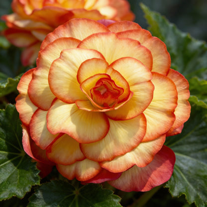 Yellow Red Begonia Flower Seeds for Garden Planting
