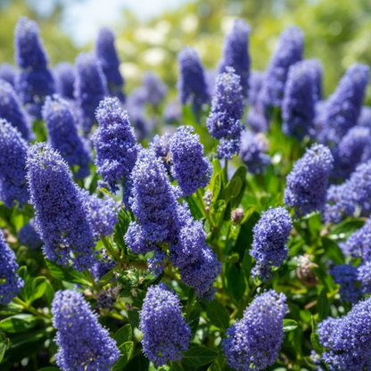 Blue Deer Brush Ceanothus Tree Seeds for Garden Planting