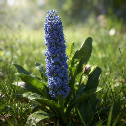 Blue Deer Brush Ceanothus Tree Seeds for Garden Planting