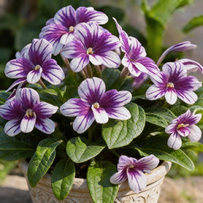 Chuxay Garden Mix Streptocarpus Seeds for Garden Planting