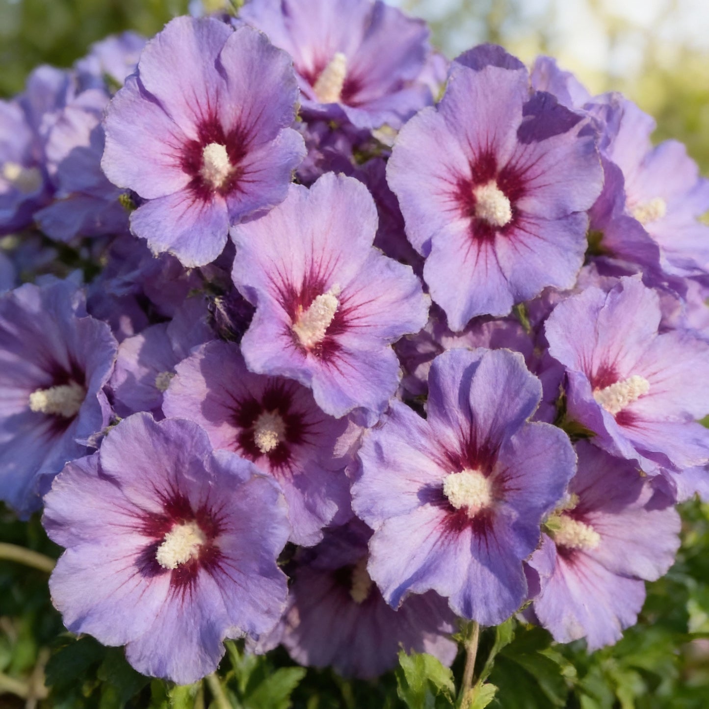 Black Pink Purple Hibiscus Seeds for Garden Planting