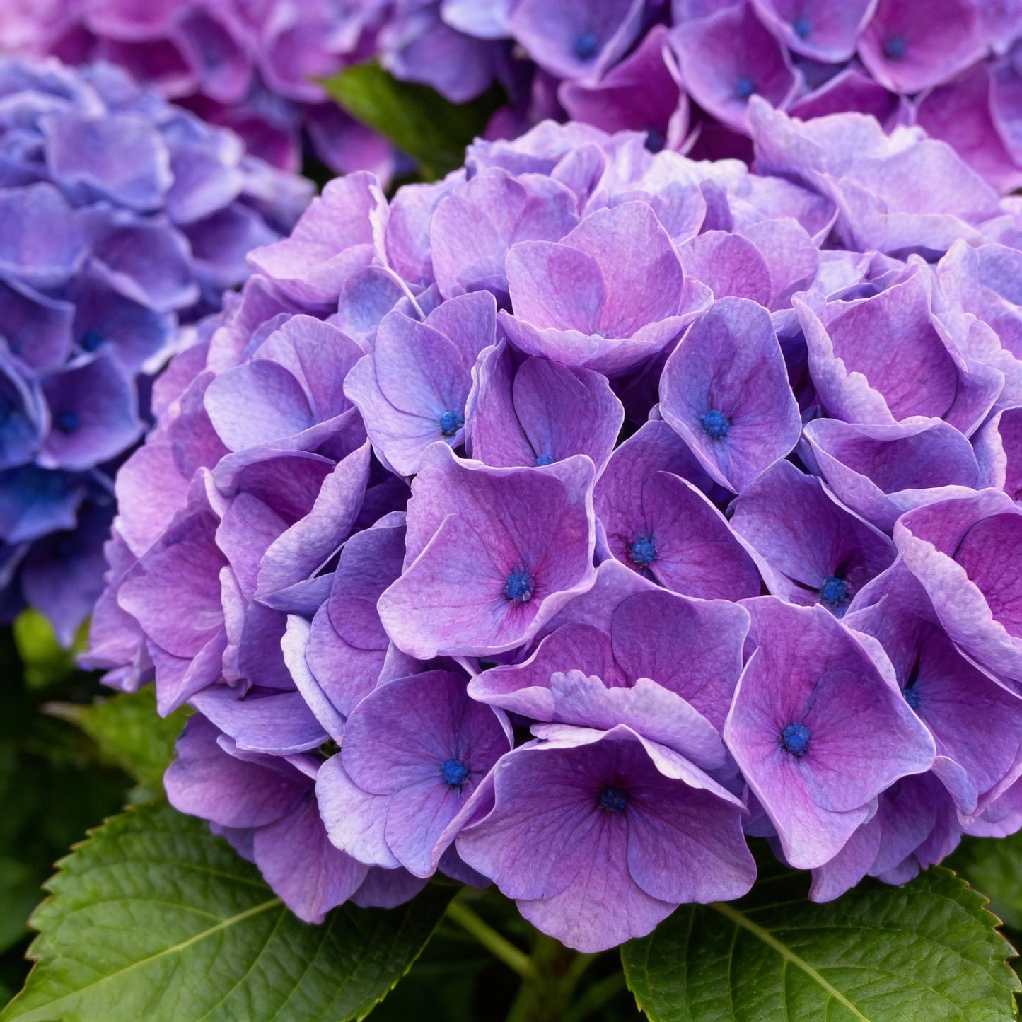 Purple Begonia Flower Seeds for Garden Planting