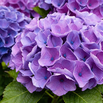 Purple Begonia Flower Seeds for Garden Planting