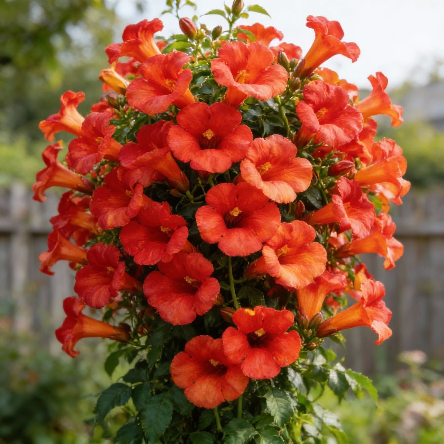 Dark Red Hummingbird Trumpet Vine Seeds for Garden Planting