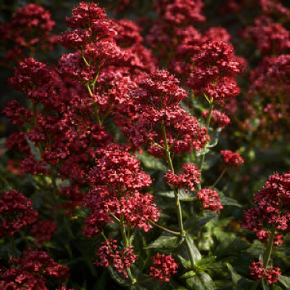 Red Jupiter’s Beard Seeds Centranthus ruber for Garden Planting