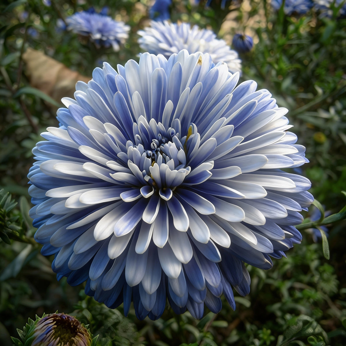 Blue White Aster Flower Seeds - Aster Flower Seeds for Garden