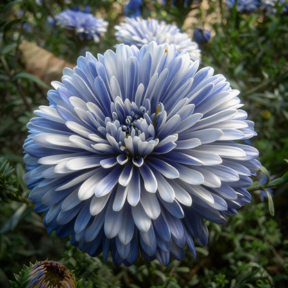 Blue White Aster Flower Seeds - Aster Flower Seeds for Garden