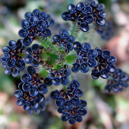 Dark Blue Kalanchoe Seeds - Kalanchoe Flower Seeds for Garden