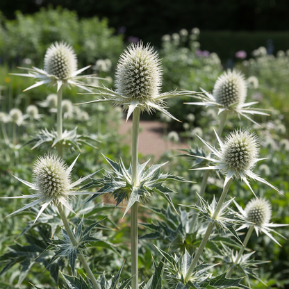 Eryngium Eburneum Flower Seeds - Sea Holly Flower Seeds for Garden