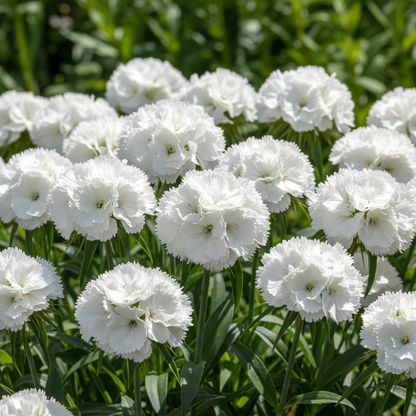 Dianthus Barbatus White Flower Seeds – Elegant Sweet William Blooms