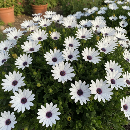 Zulu Prince Daisy Seeds - Daisy Flower Seeds for Garden