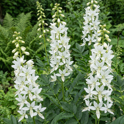 Dictamnus Albus Albiflorus Flower Seeds - Perennial Flower Seeds for Garden