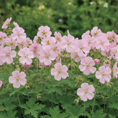 Geranium Pratense Pink Ghost Flower Seeds – Elegant Perennial Garden Blooms