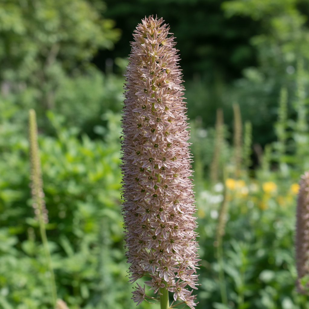 Eremurus Cristatus Flower Seeds (Foxtail Lily)