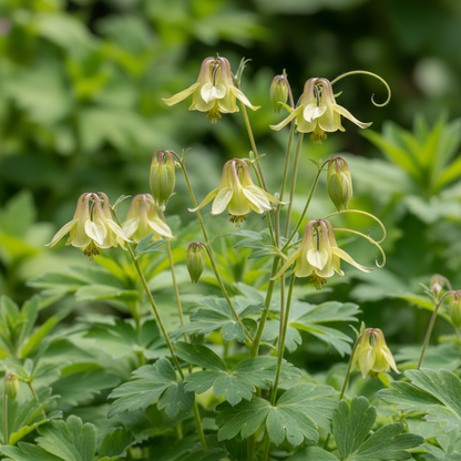 Aquilegia Viridiflora Flower Seeds