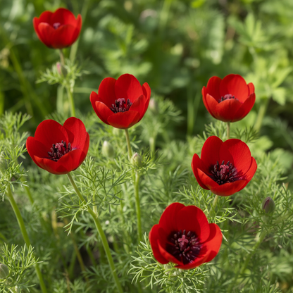 Adonis Aestivalis Flower Seeds