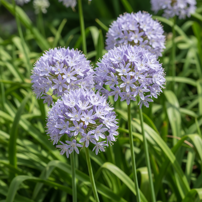 Aristea Capitata Flower Seeds