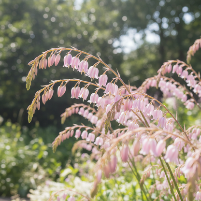 Dierama Barr Hybrids Pulcherrimum Flower Seeds - Dierama Flower Seeds for Garden