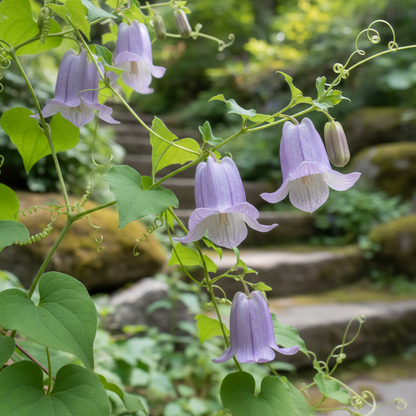 Codonopsis Grey Wilsonii Flower Seeds - Climbing Flower Seeds for Garden