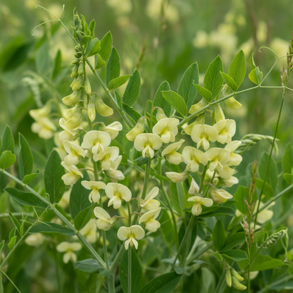 Lathyrus Chloranthus Seeds - Perennial Pea Flower Seeds for Garden