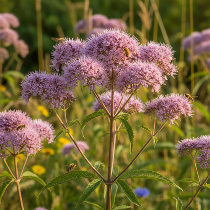 Eupatorium Flower Seeds for Planting