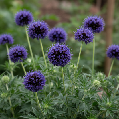 Scabiosa Atropurpurea Oxford Blue Seeds – Elegant Garden Blooms