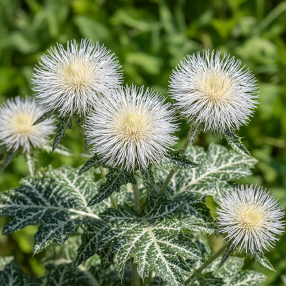 Galactites Tomentosa Alba Flower Seeds