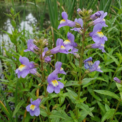 Mimulus Ringens Seeds for Moist and Water Gardens