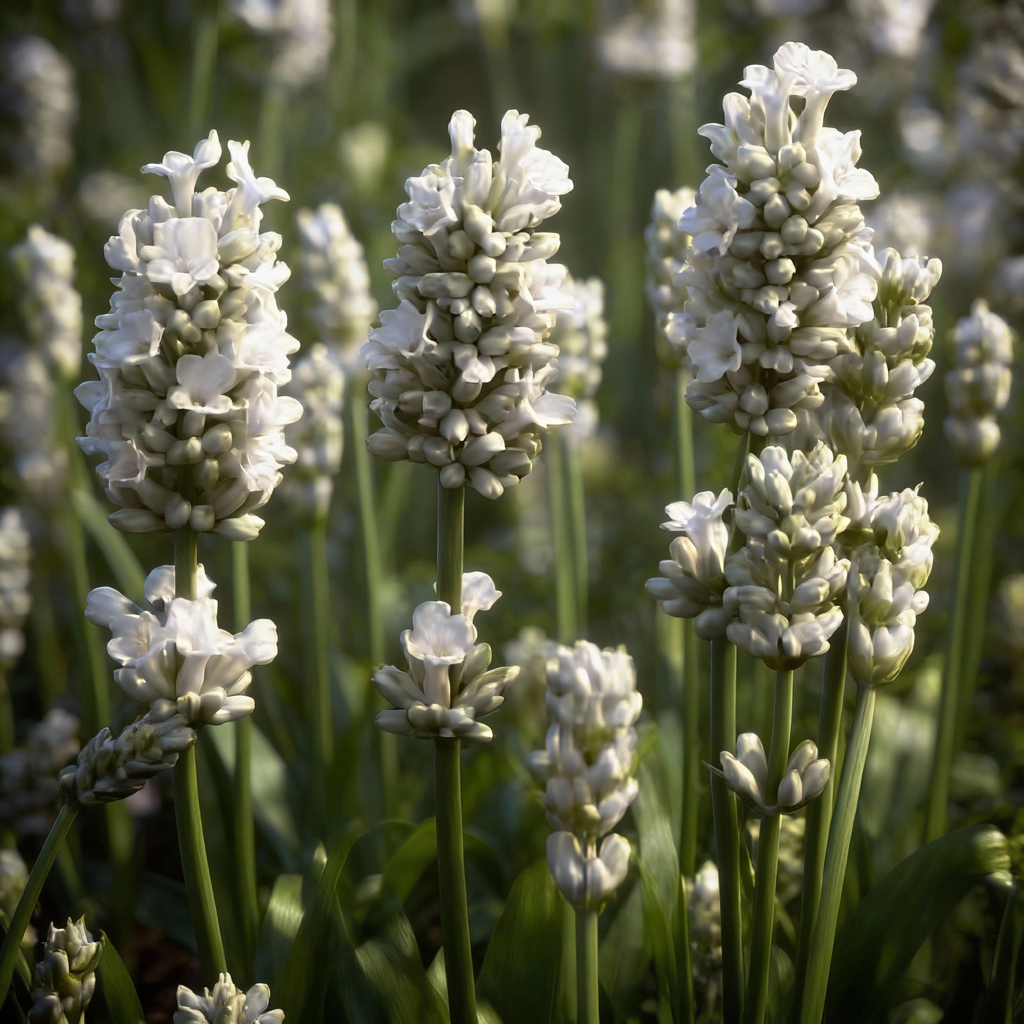 Pure White Lavender Seeds for Garden Planting