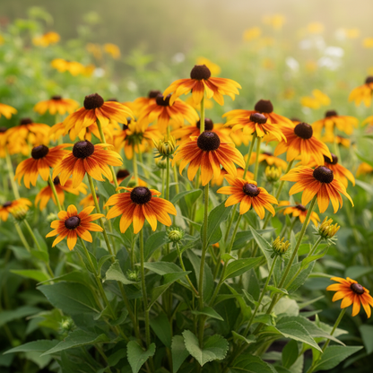 Rudbeckia Hirta Marmalade Flower Seeds for Garden Planting