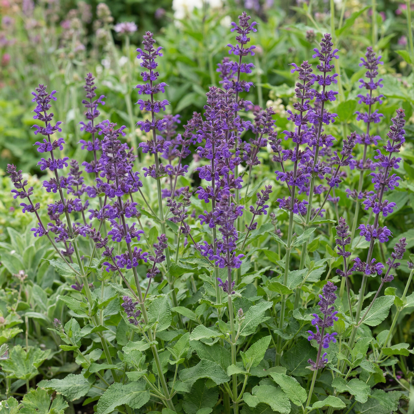 Salvia Verticillata Flower Seeds for Garden Planting
