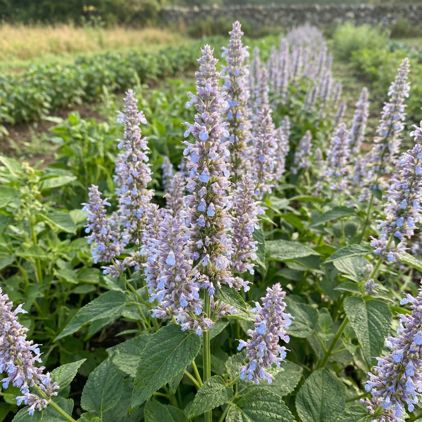 Organic Salvia Hispanica (Chia) Seeds – Nutritious Annual Herb for Home Gardens