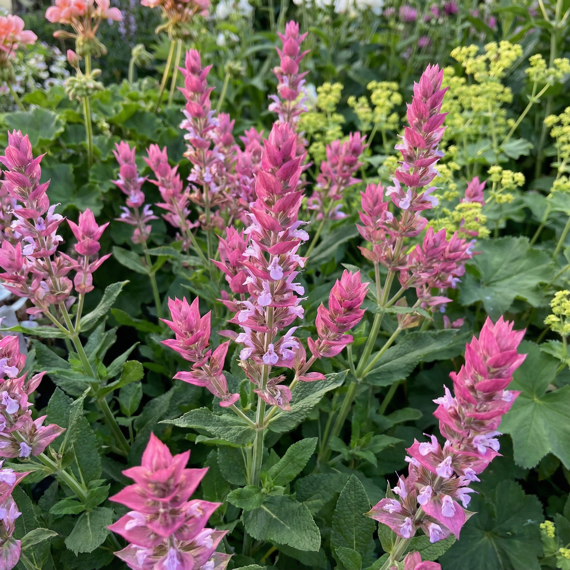 salvia-viridis-pink-sundae-seeds-vibrant-annual-blooms-for-gardens-borders