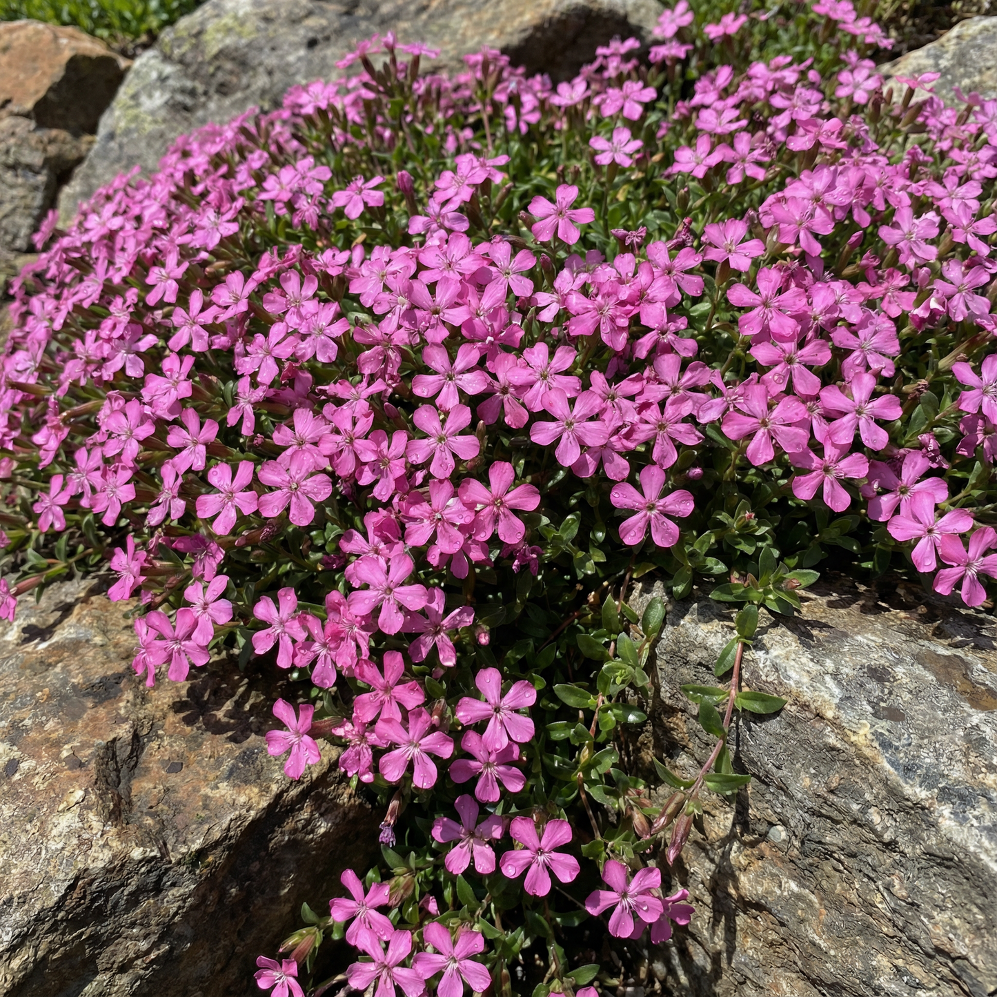 Saponaria Ocymoides Seeds for Rock Gardens and Borders
