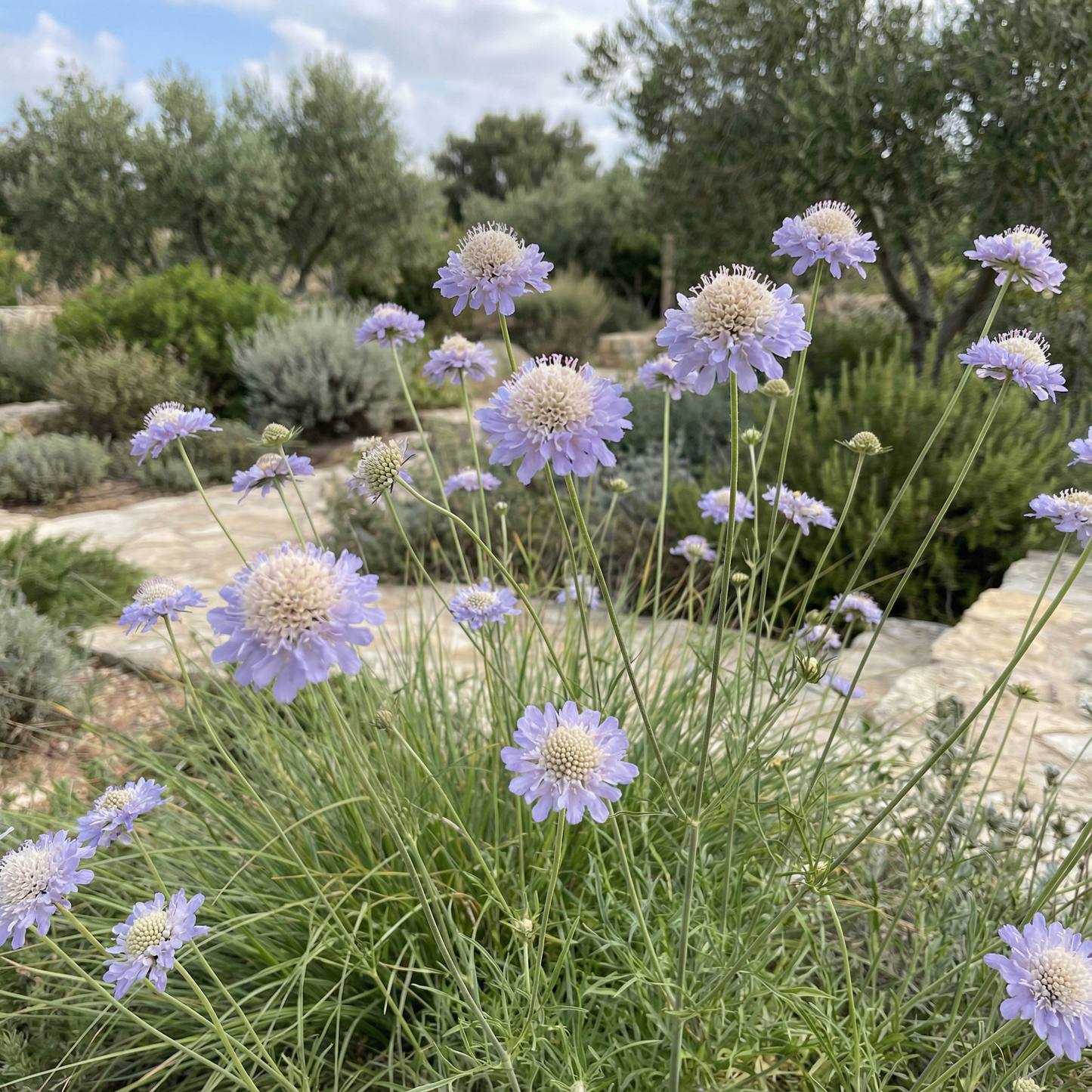 Scabiosa Graminifolia Seeds for Garden Planting