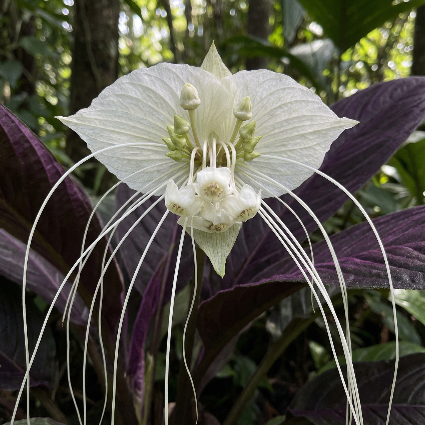 Tacca Chantrieri Nivea (White Bat Flower) Seeds – Rare Exotic Blooms for Unique Gardens
