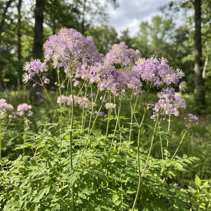 Thalictrum Uchiyamae Seeds for Garden Planting
