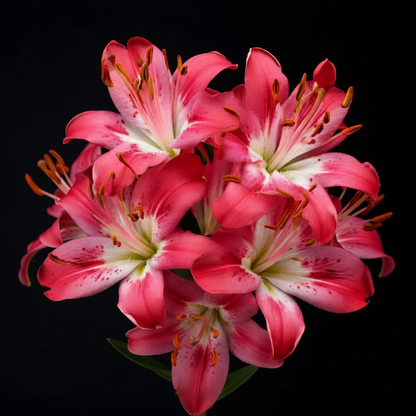 Alstroemeria Flower Seeds for Garden Planting