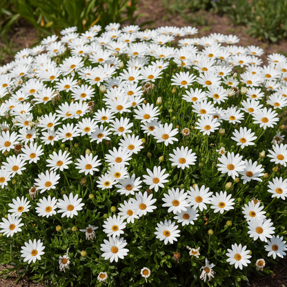 Dimorphotheca White Flower Seeds for Garden Planting